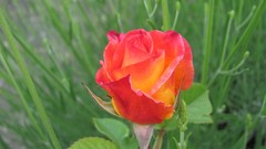 Flowers nature multicolor