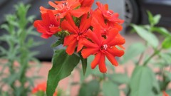 Flowers nature multicolor