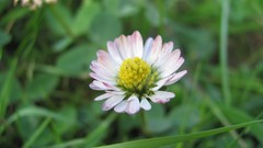 Flowers nature multicolor