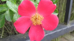 Flowers nature multicolor