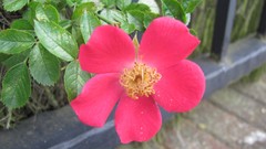 Flowers nature multicolor