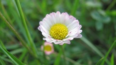 Flowers nature multicolor