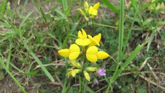 Flowers nature multicolor