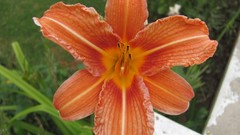 Flowers nature multicolor