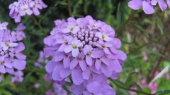 Flowers nature multicolor