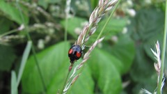 Flowers nature multicolor