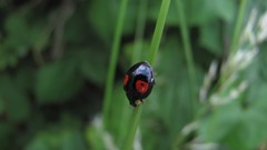 Flowers nature multicolor