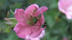 Flowers nature multicolor