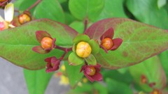 Flowers nature multicolor