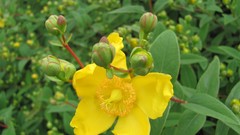 Flowers nature multicolor