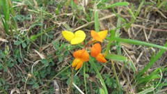 Flowers nature multicolor