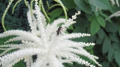 Flowers nature multicolor