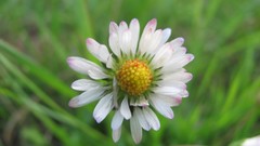 Flowers nature multicolor