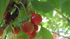 Flowers nature multicolor