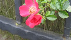 Flowers nature multicolor