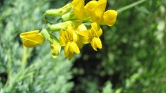 Flowers nature multicolor