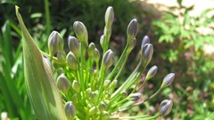 Flowers nature multicolor