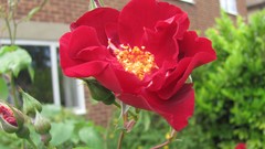 Flowers nature multicolor