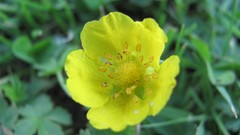 Flowers nature multicolor