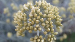 Flowers nature multicolor