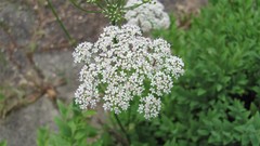 Flowers nature multicolor