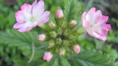 Flowers nature multicolor