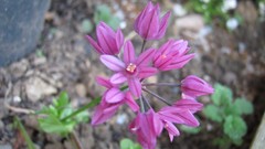 Flowers nature multicolor