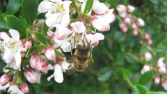 Flowers nature multicolor