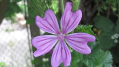 Flowers nature multicolor