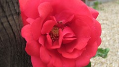 Flowers nature multicolor