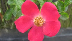 Flowers nature multicolor