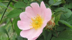 Flowers nature multicolor