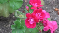 Flowers nature multicolor