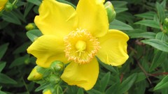 Flowers nature multicolor