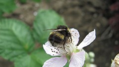 Flowers nature multicolor