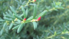 Flowers nature multicolor