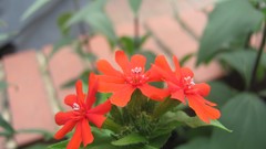 Flowers nature multicolor