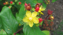 Flowers nature multicolor