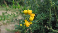 Flowers nature multicolor