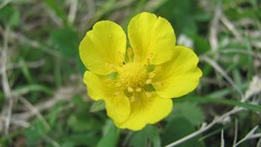 Flowers nature multicolor