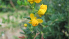 Flowers nature multicolor