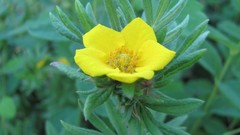 Flowers nature multicolor