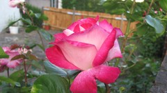 Flowers nature multicolor