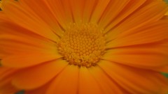 Flowers nature multicolor