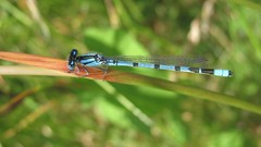 Flowers nature multicolor