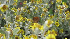 Flowers nature multicolor