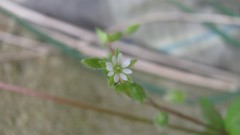 Flowers nature multicolor