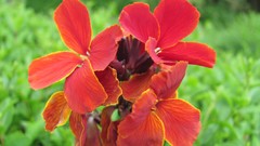 Flowers nature multicolor