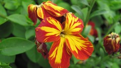 Flowers nature multicolor