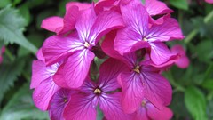 Flowers nature multicolor